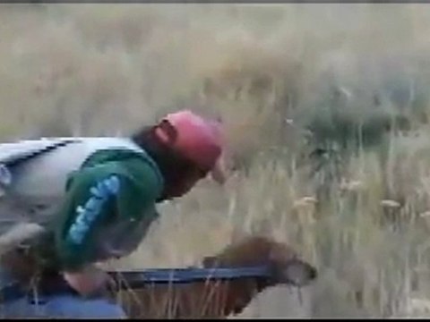 Keklik Adası avyaban.com - ergo