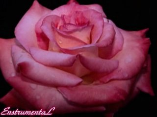 Güz Gülleri (EnstrumentaL)