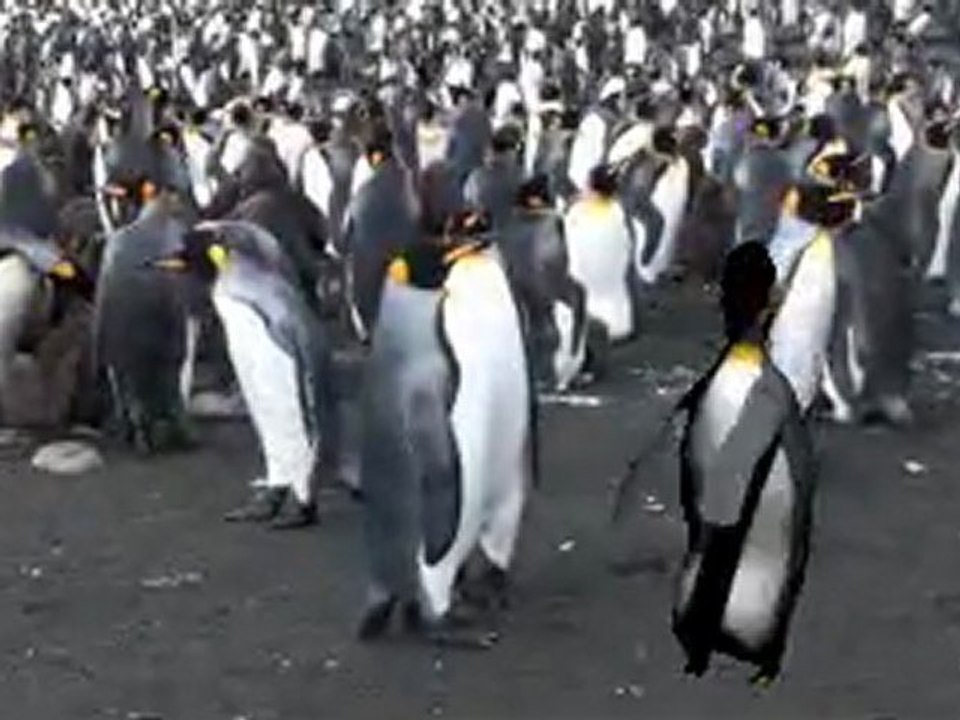 Manchot_back_flip
