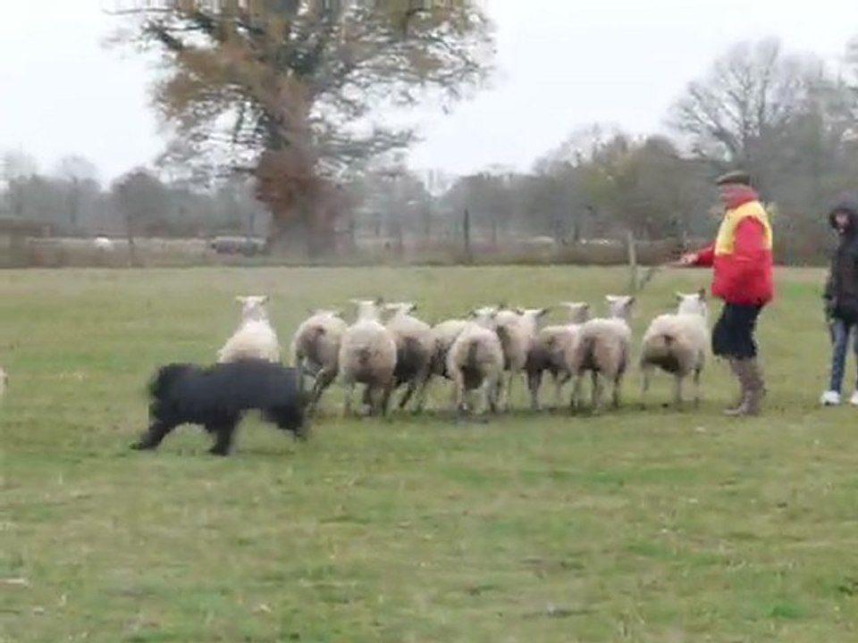 Moutons Chadna 1