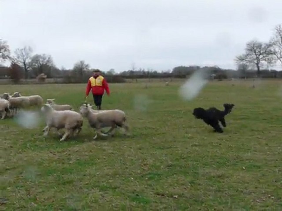 Moutons chadna 2