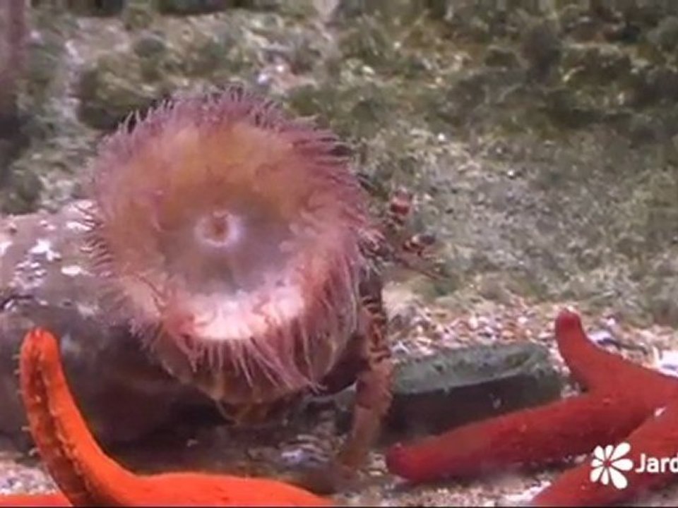 Jardiland TV - Le JT vert Jardiland du 18 mai 2011