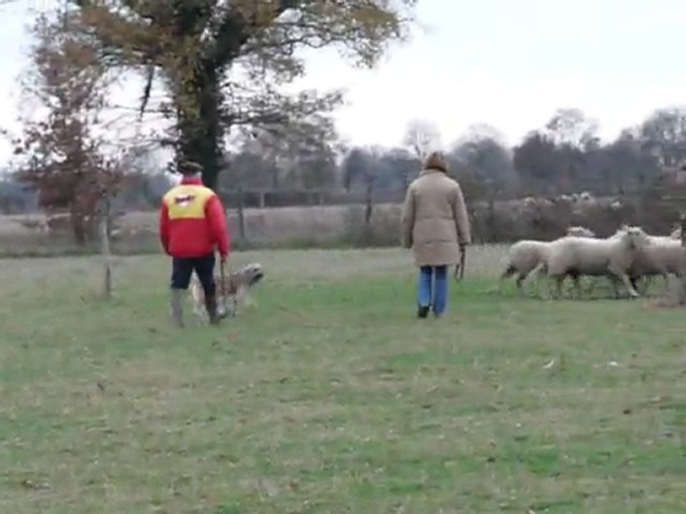 Moutons célestin 1