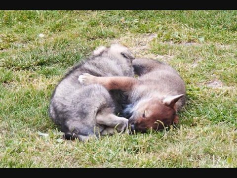 BB Indiana x Coyotte (5-6 semaines)