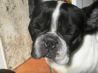 Bouledogues Français