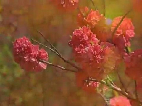 Dünyaya çalışmak (Seyyid Fehim Arvasi hazretleri)