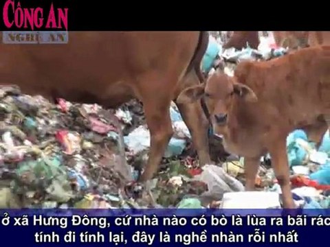 Nuôi bò trên bãi rác ở TP Vinh
