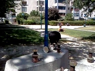 Le corbeau effronté