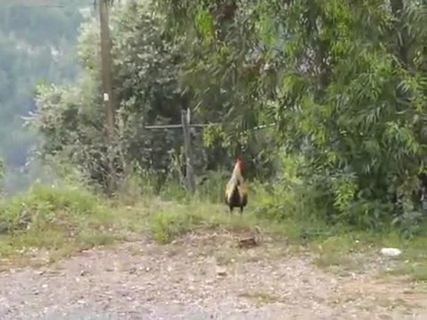 Anamur Çataloluk Köyü: Denizli Horoz