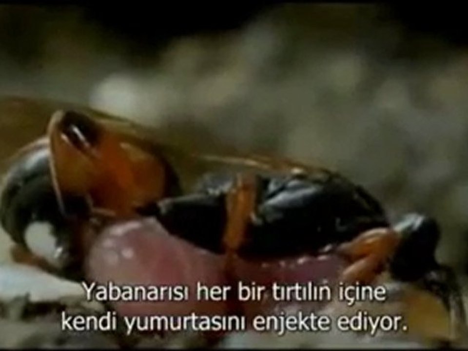 Yavru karınca taklidi yapan mavi kelebek tırtılı