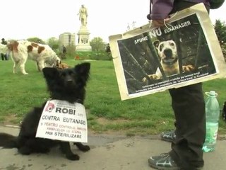 Romanians debate fate of stray dogs