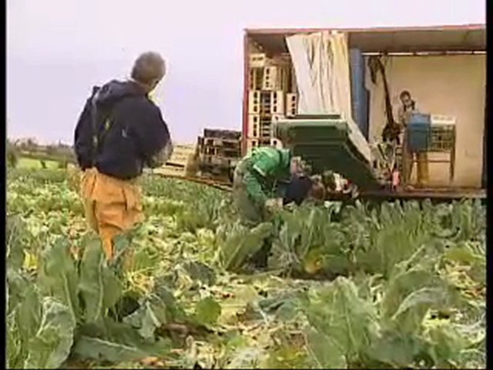 Tâche : La récolte du choux fleur