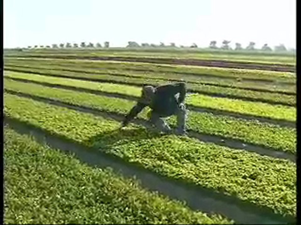 La récolte des jeunes pousses