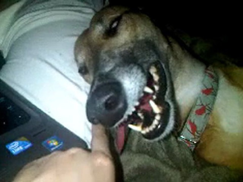 Quando Fido dorme fa paura