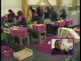 Atelier lavage poireau. Palettisation et mise en remorque