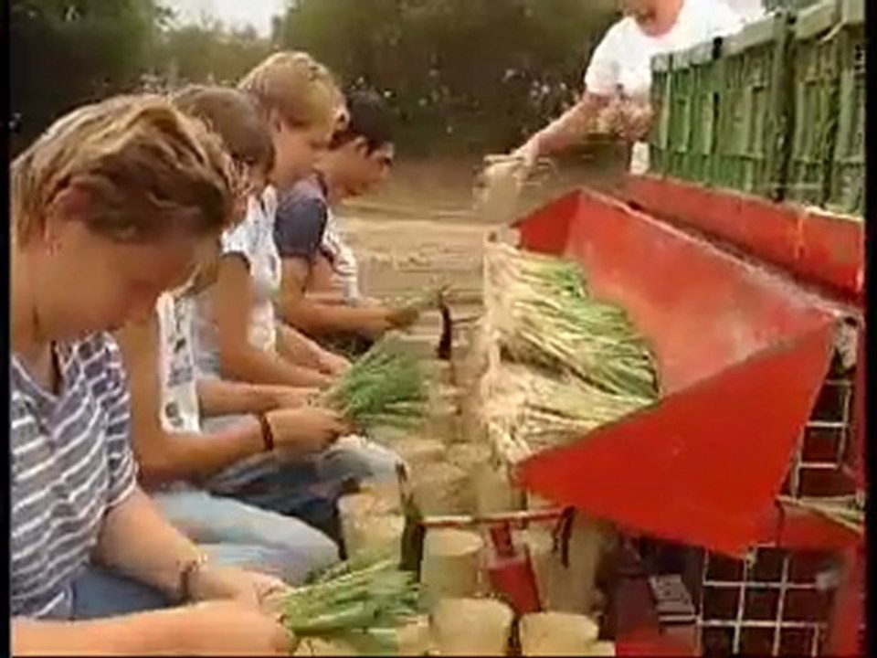 Plantation du poireau