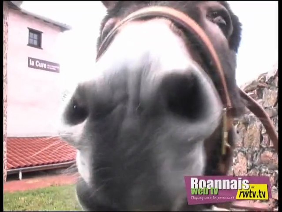 Voyage avec mes ânes en Côte roannaise 1