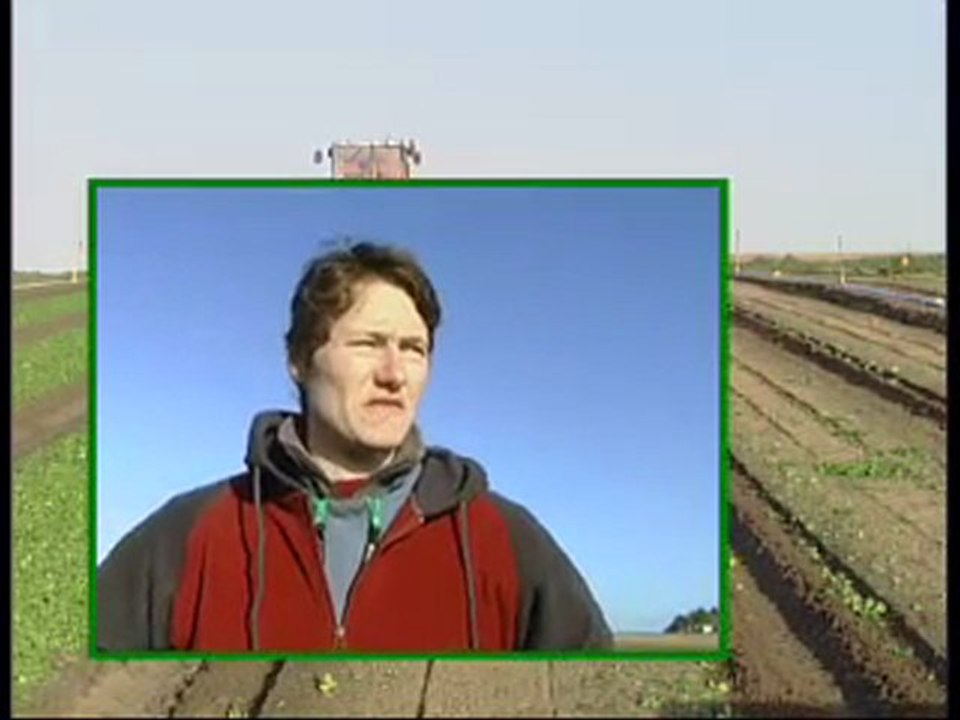 La récolte de mâche en palox