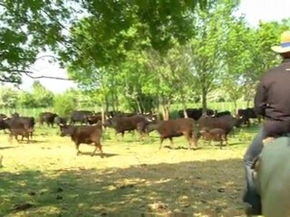 Julien Tomas : L'Oscar Midi Olympique