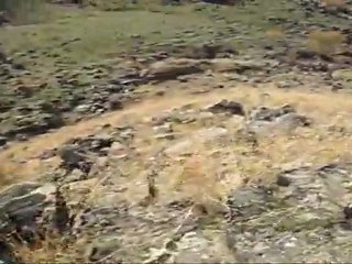 keklik avı kodobay mirza derviş mezher www.avyaban.com