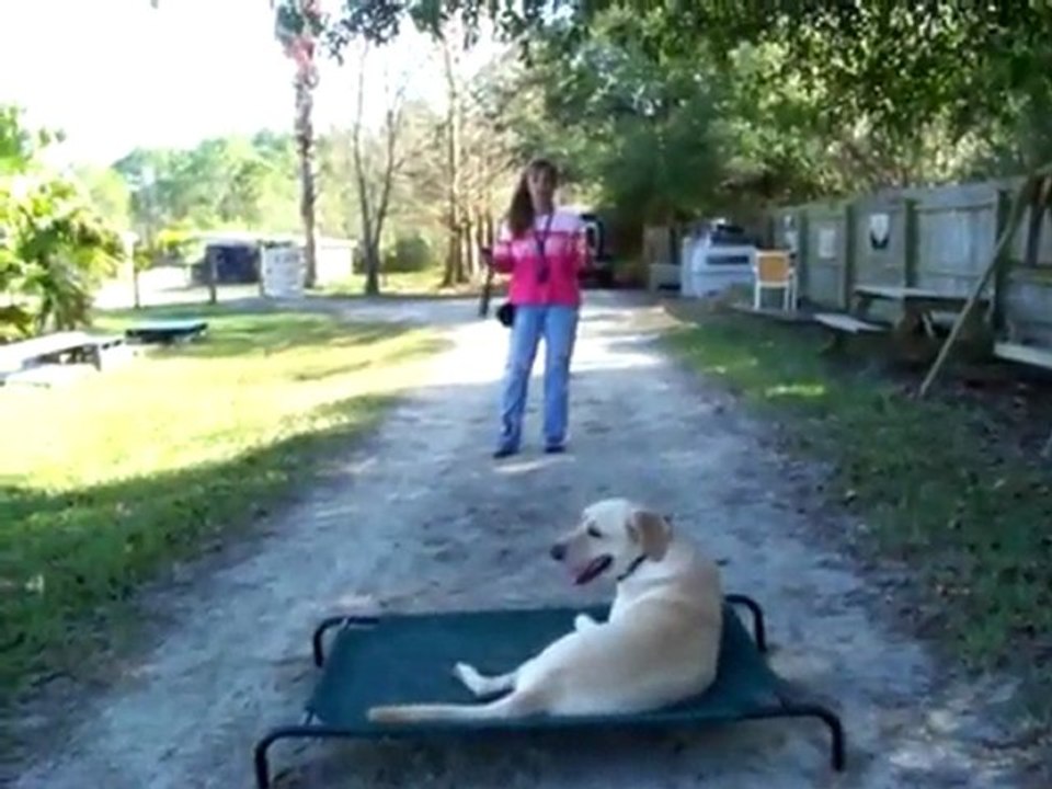 YouTube - How to use electronic-pager e-collar dog training Dogtra