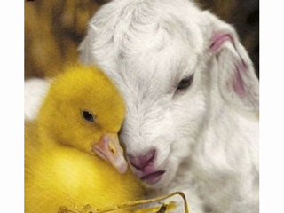 Les copains d'abord