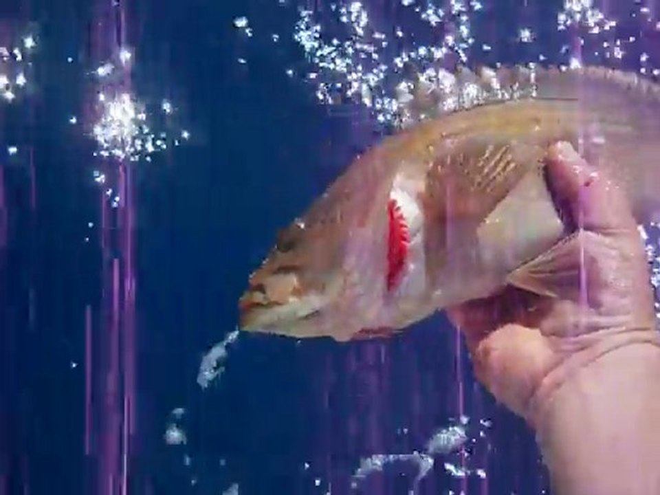 san yuceturun jigging