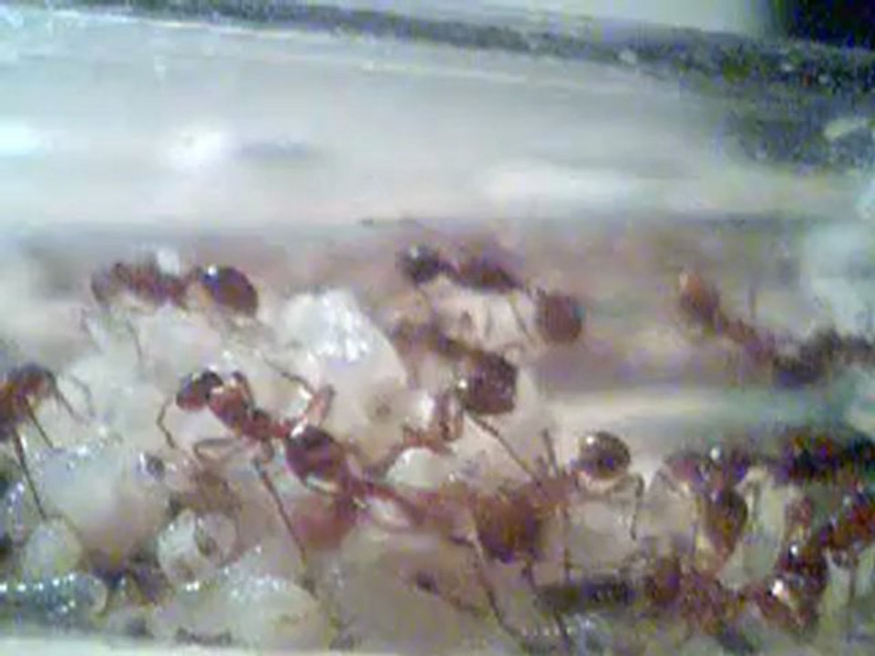 Myrmica Rubra #2