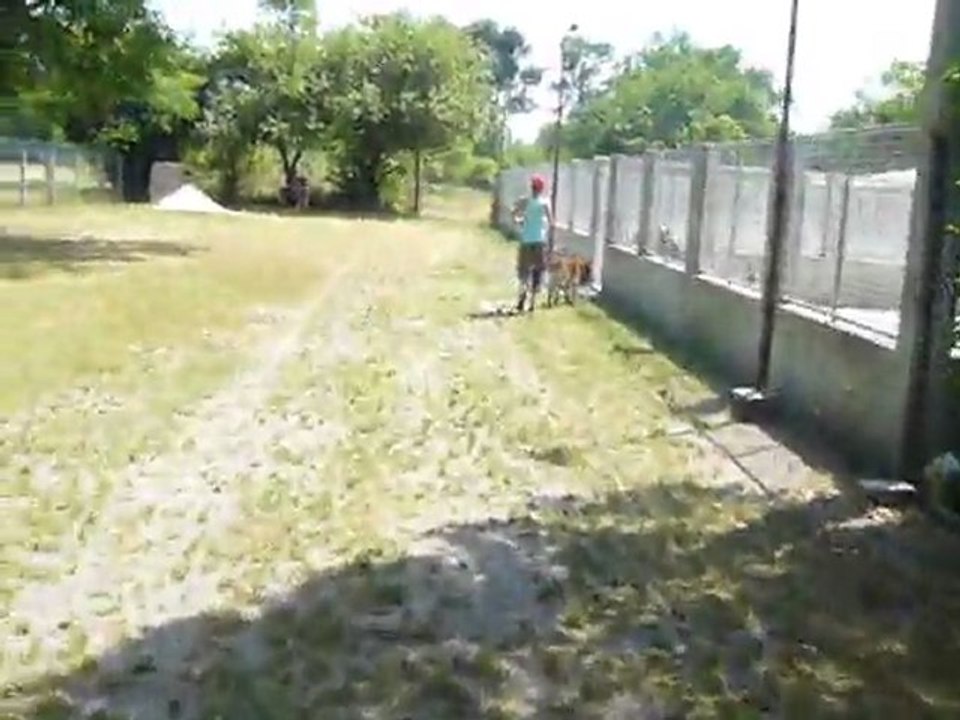 Pension pour chiens à Mérignac près de Bordeaux