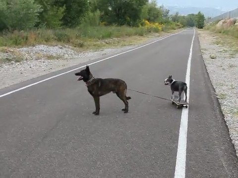 Dog Skating - Pénélope, petite chienne boston terrier, fait du Skate Board tracté à Nice, 06