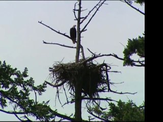 Rescatan cría de águila en Columbia, EEUU