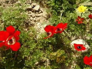 Descubre Todo Sobre el Estado de Israel 🇮🇱