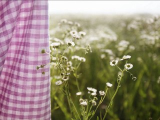 Fraîcheur Printanière