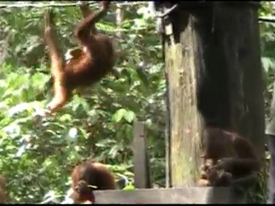 Agility_xvid