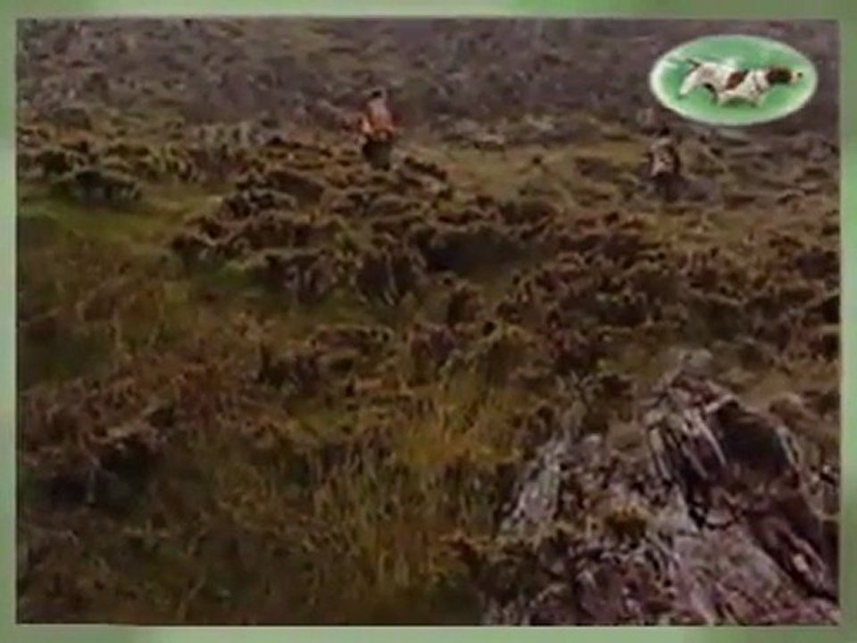 Keklik Avı www.avyaban.com - ergo