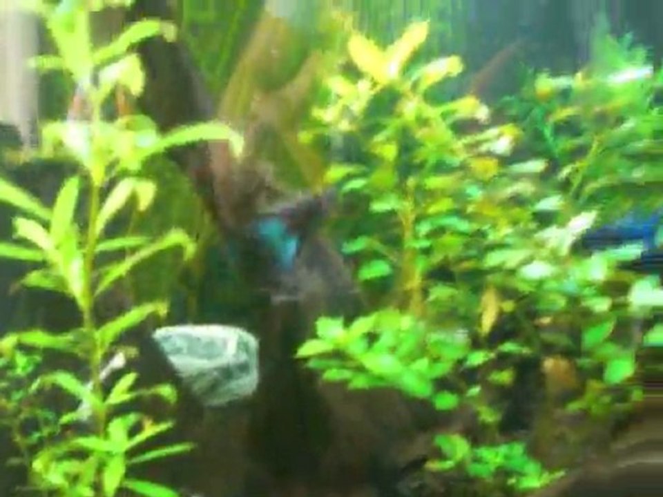 Moscow Blue Lepistes Akvaryumum - 2