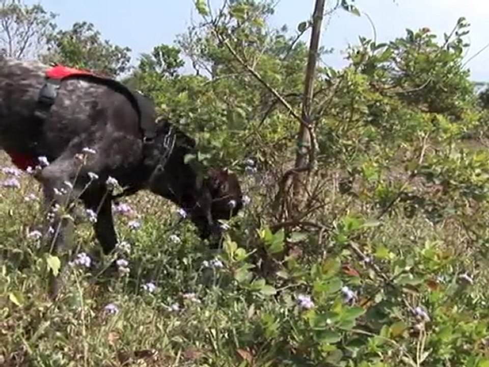 "bärenmutter" schützt seltene kragenbären in taiwan