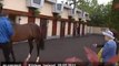Britain's Queen Elizabeth admires Irish horses - no comment