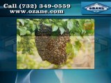 Pest Control in Toms River NJ - Ozane Termite and Pest Control