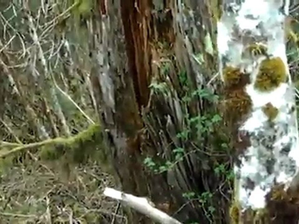 Снежный человек «засветился» на Аляске/yeti 2011(strangeworlds.at.ua)