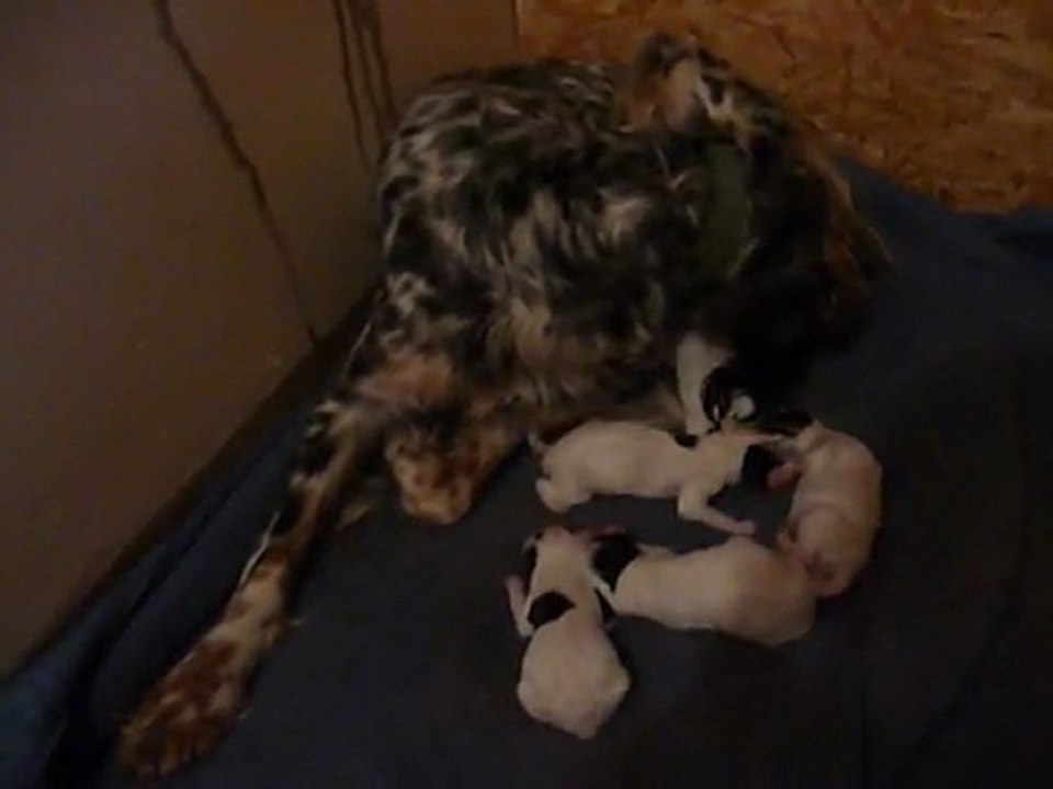 Chiots Alphée2