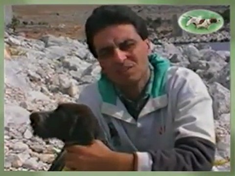 Bıldırcın Avı avyaban.com - ergo