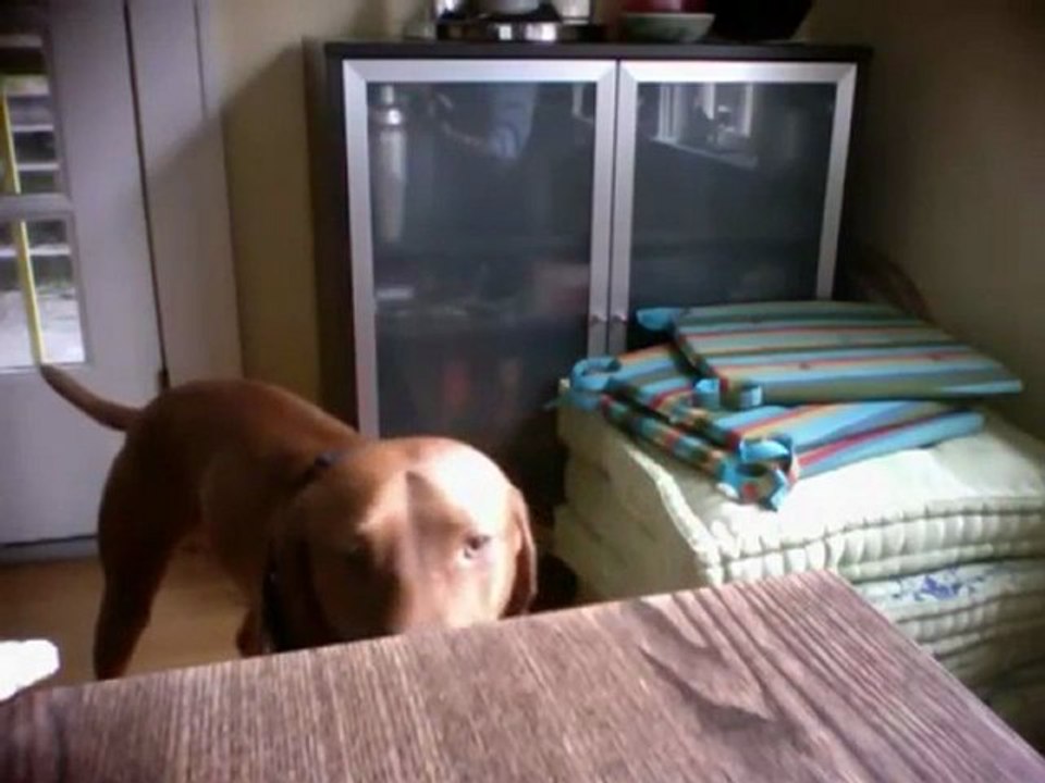 un chien chanteur