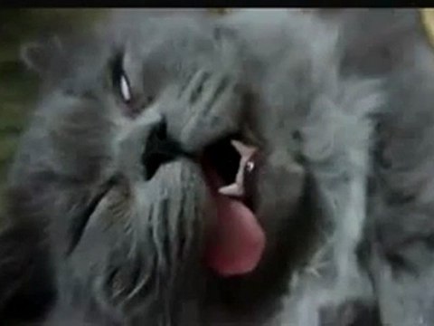 0326 - Une belle tronche de chat