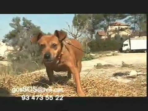 TV3 - Gossos - Nou programa - Molt aviat!