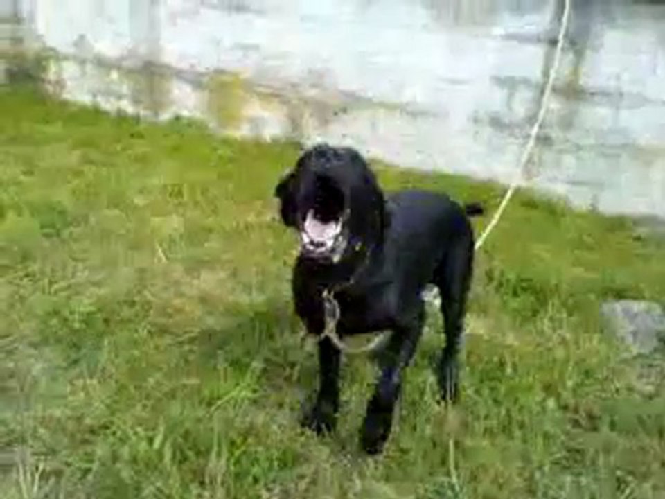 vick