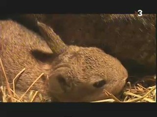 TV3 - Bèsties - El comiat més tendre...