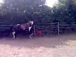 liberté au trot sellé