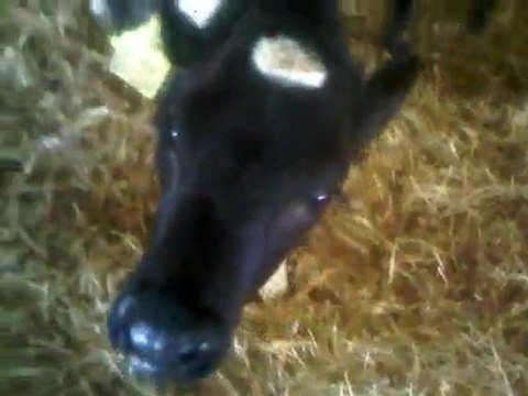 Safkan Simental Buzağı, İletişim: 0546 851 6657 Safkan Simental Buzağı Satılık , İthal Simental Satılık Buzağı Satılık Buzağılar