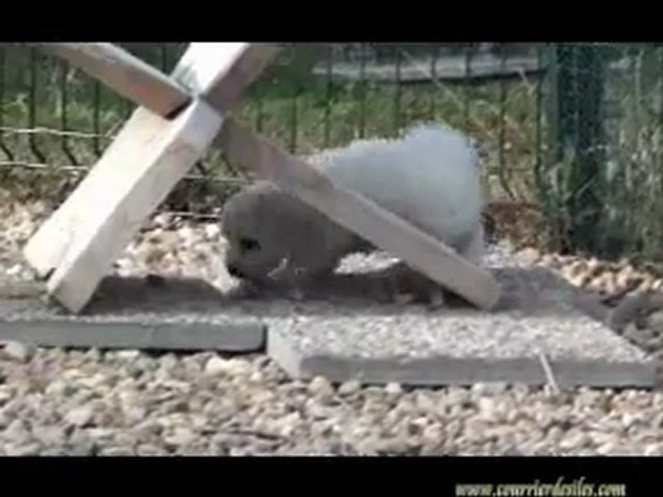 chiots avril 2011 6sem